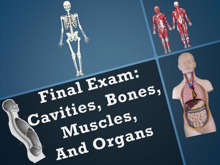 Final Exam: Cavities, Bones, Muscles, And Organs.