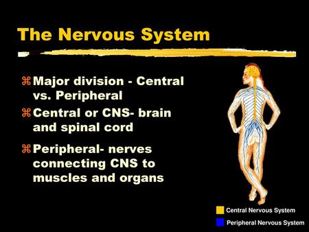 The Nervous System Major division - Central vs. Peripheral