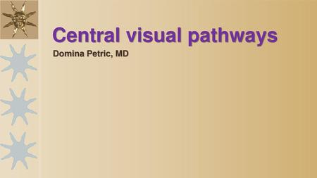 Central visual pathways