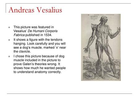 Andreas Vesalius This picture was featured in Vesalius’ De Humani Corporis Fabrica published in 1534. It shows a figure with the tendons hanging. Look.