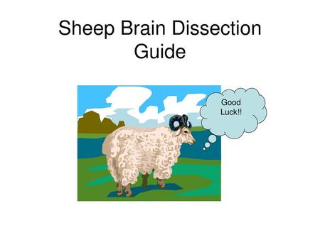 Sheep Brain Dissection Guide