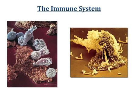 The Immune System.