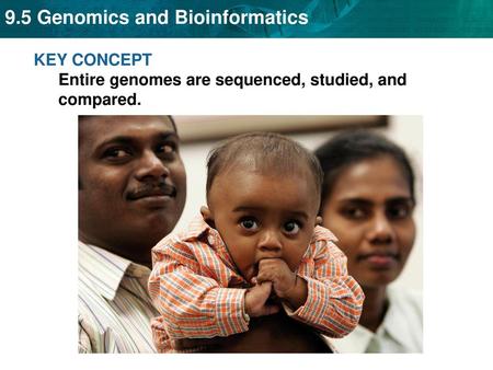 KEY CONCEPT  Entire genomes are sequenced, studied, and compared.