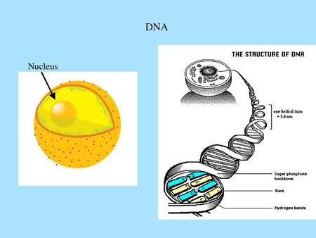 DNA.