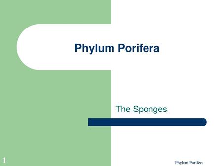 Phylum Porifera The Sponges Phylum Porifera.