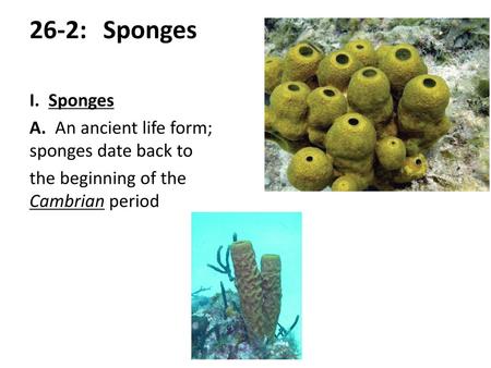 26-2:	Sponges I. Sponges A. An ancient life form; sponges date back to the beginning of the Cambrian period.