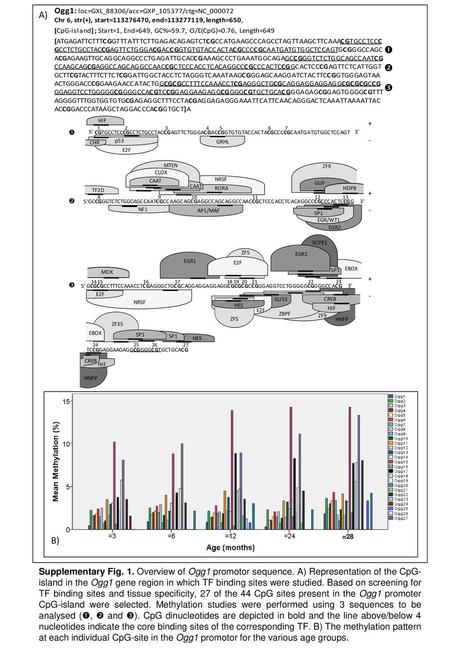    A) B) =28 Supplementary Fig. 1. Overview of Ogg1 promotor sequence. A) Representation of the CpG-island in the Ogg1 gene region in which TF binding.