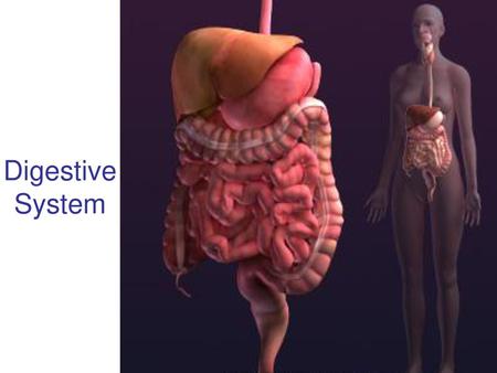 Digestive System.