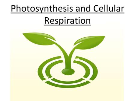 Photosynthesis and Cellular Respiration