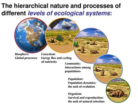 Species Interactions Ch 17 Herbivory