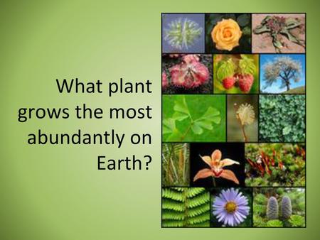 What plant grows the most abundantly on Earth?