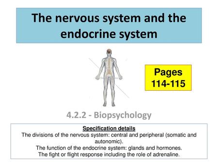 The nervous system and the endocrine system