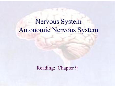 Nervous System Autonomic Nervous System