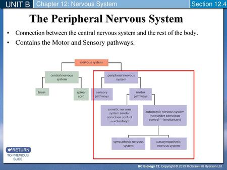 The Peripheral Nervous System