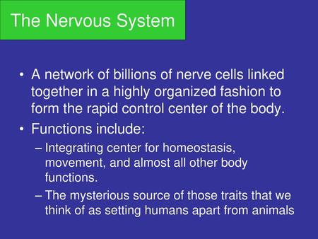 The Nervous System A network of billions of nerve cells linked together in a highly organized fashion to form the rapid control center of the body. Functions.