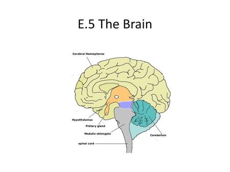 E.5 The Brain.