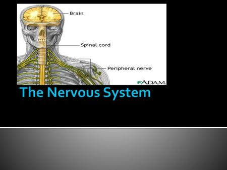 The Nervous System.