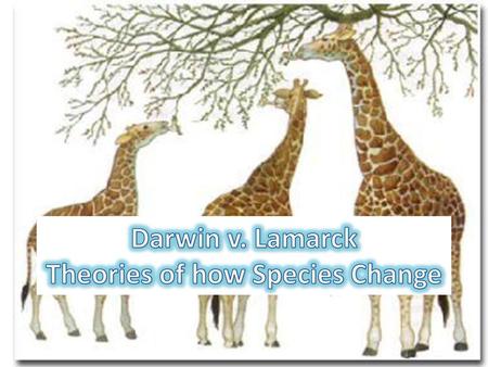 Darwin v. Lamarck Theories of how Species Change