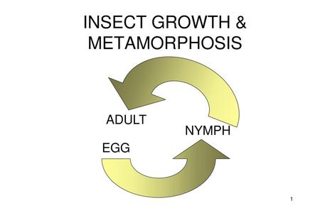 INSECT GROWTH & METAMORPHOSIS