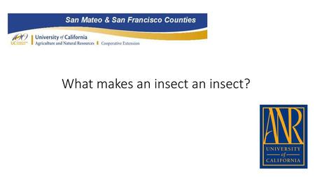 What makes an insect an insect?