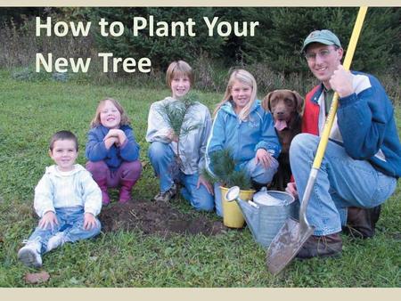 How to Plant Your New Tree