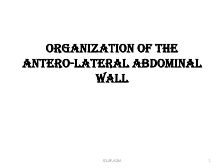 Organization of the antero-lateral abdominal wall