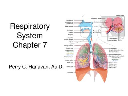 Respiratory System Chapter 7