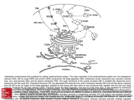 Subcellular compartments that constitute the cellular endomembrane system. The major organelles of the endomembrane system are: the endoplasmic reticulum.