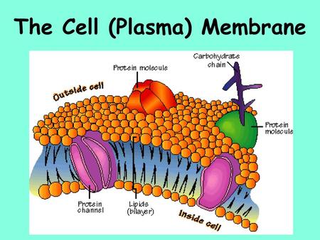 The Cell (Plasma) Membrane