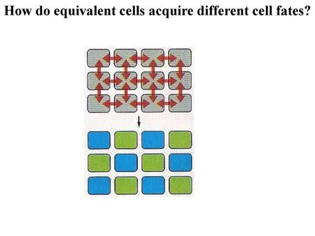 How do equivalent cells acquire different cell fates?