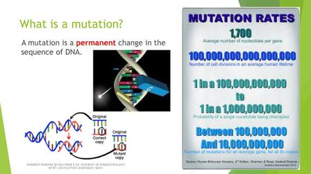 What is a mutation?            A mutation is a permanent change in the 	 sequence of DNA.