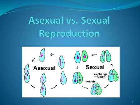 Asexual vs. Sexual Reproduction