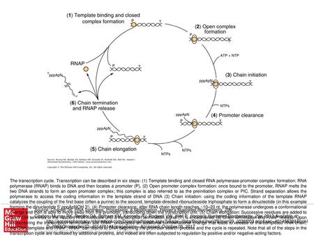 The transcription cycle