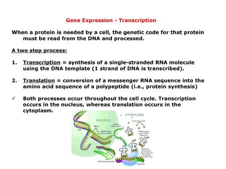 Gene Expression - Transcription