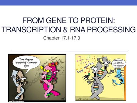 From Gene to Protein: Transcription & RNA Processing