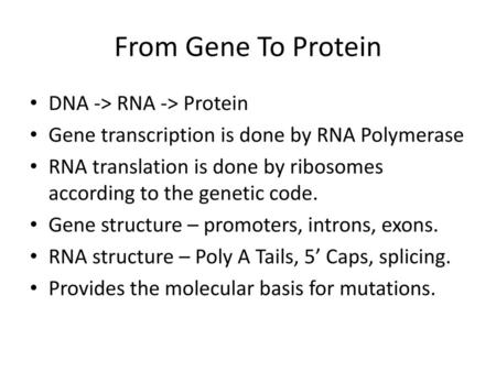 From Gene To Protein DNA -> RNA -> Protein