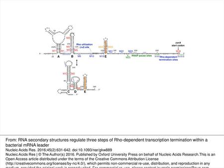 Figure 1. Schematic of the corA leader mRNA