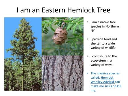 I am an Eastern Hemlock Tree