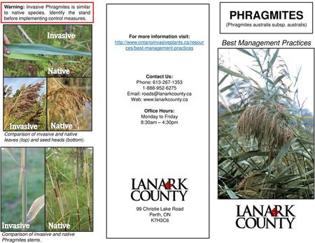 Phragmites (Phragmites australis subsp. australis)