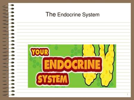 The Endocrine System.