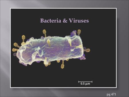 Er Bacteria & Viruses pg 471.