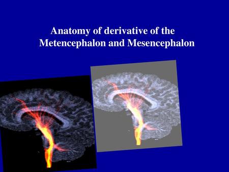 Anatomy of derivative of the Metencephalon and Mesencephalon