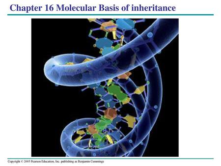 Chapter 16 Molecular Basis of inheritance