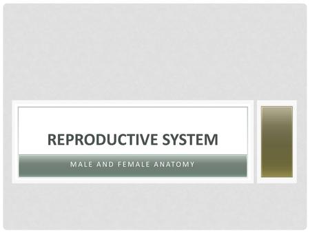 Male and Female Anatomy