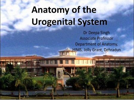 Anatomy of the Urogenital System.