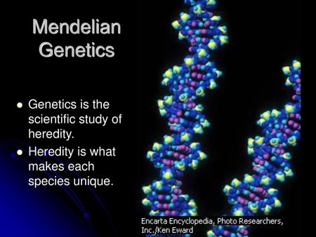 Mendelian Genetics Genetics is the scientific study of heredity.