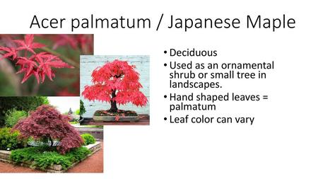 Acer palmatum / Japanese Maple