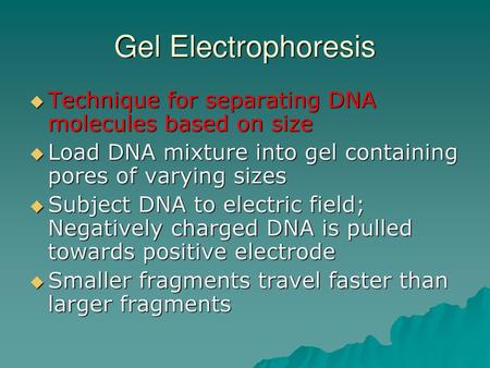 Gel Electrophoresis Technique for separating DNA molecules based on size Load DNA mixture into gel containing pores of varying sizes Subject DNA to electric.