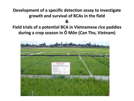 Development of a specific detection assay to investigate growth and survival of BCAs in the field & Field trials of a potential BCA in Vietnamese rice.