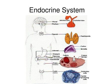 Endocrine System.